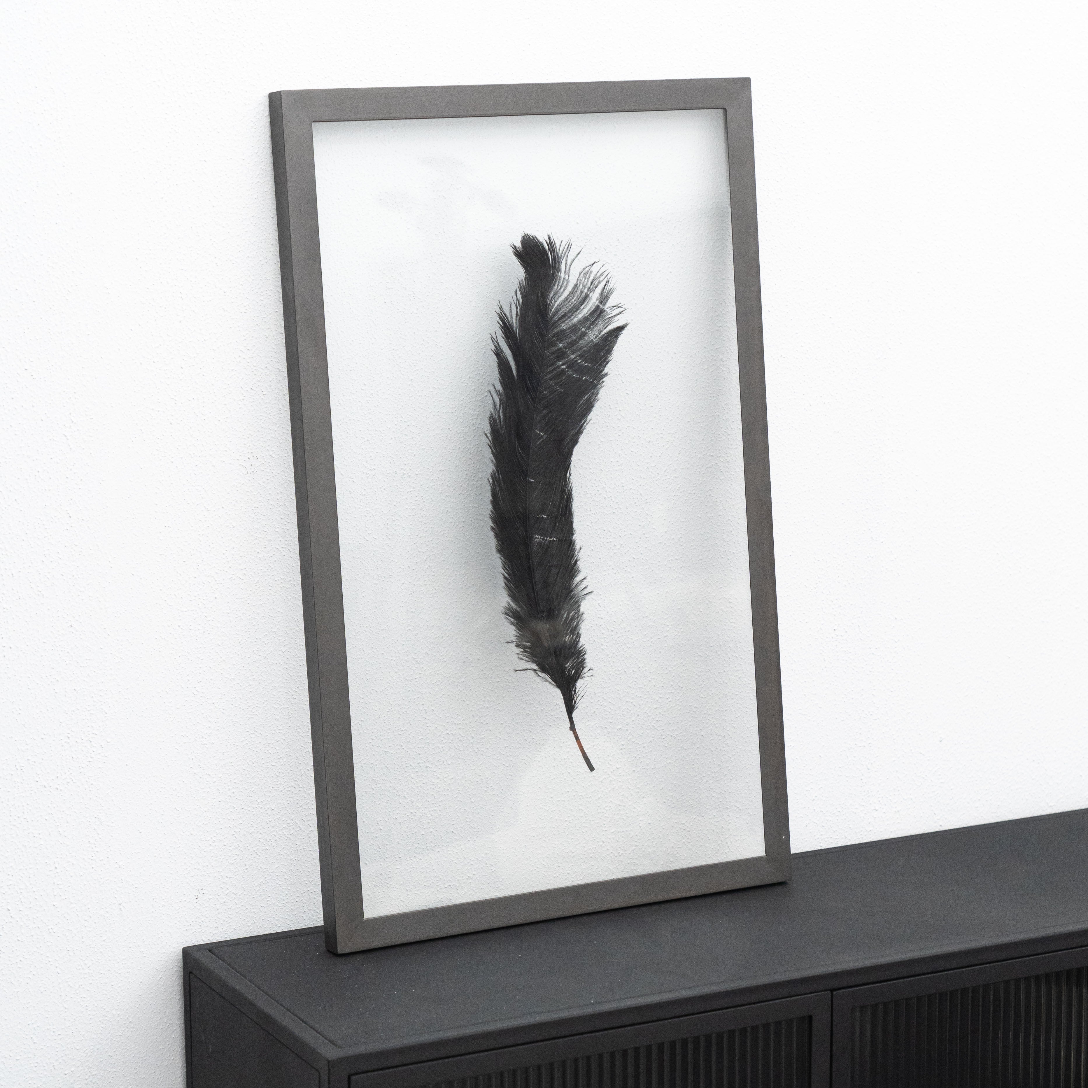 Feather Artwork With Transparent Glass Frame - Wood and Steel Furnitures